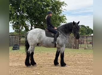 Draft Horse Mix, Castrone, 7 Anni, 173 cm, Roano blu