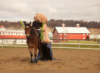 Draft Horse Mix, Castrone, 7 Anni, 178 cm, Baio ciliegia