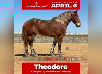 Draft Horse Mix, Castrone, 7 Anni, 183 cm, Baio ciliegia