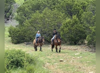 Draft Horse Mix, Castrone, 7 Anni, Baio ciliegia