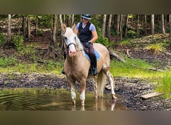 Draft Horse Mix, Castrone, 7 Anni