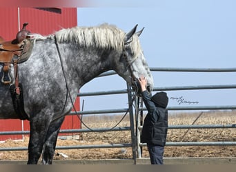 Draft Horse, Castrone, 7 Anni, Grigio
