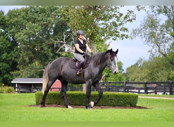 Draft Horse, Castrone, 7 Anni, Grigio
