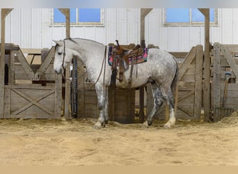 Draft Horse Mix, Castrone, 7 Anni, Grigio