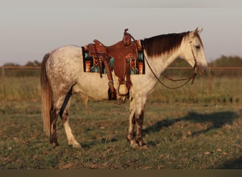 Draft Horse Mix, Castrone, 7 Anni, Grigio
