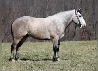 Draft Horse, Castrone, 7 Anni, Grigio pezzato