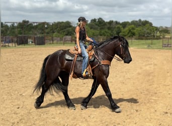Draft Horse Mix, Castrone, 7 Anni, Morello