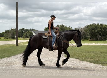 Draft Horse Mix, Castrone, 7 Anni, Morello