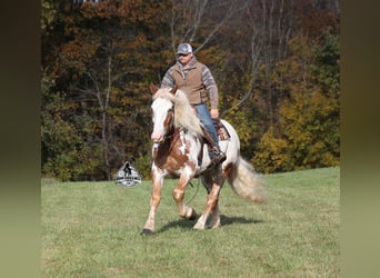 Draft Horse, Castrone, 7 Anni, Overo-tutti i colori