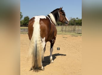 Draft Horse Mix, Castrone, 7 Anni, Pezzato