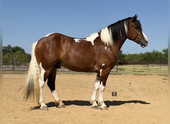 Draft Horse Mix, Castrone, 7 Anni, Pezzato