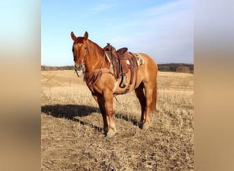 Draft Horse Mix, Castrone, 7 Anni, Red dun