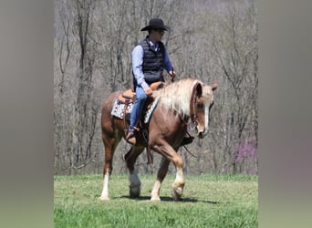 Draft Horse, Castrone, 7 Anni, Roano rosso