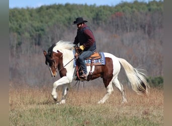 Draft Horse, Castrone, 7 Anni, Tobiano-tutti i colori