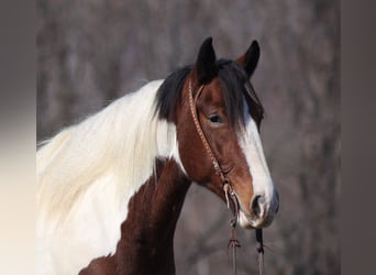 Draft Horse, Castrone, 7 Anni, Tobiano-tutti i colori