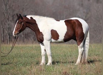 Draft Horse, Castrone, 7 Anni, Tobiano-tutti i colori