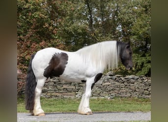 Draft Horse, Castrone, 7 Anni, Tobiano-tutti i colori