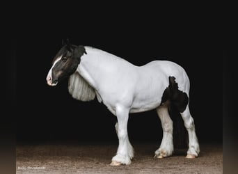 Draft Horse, Castrone, 7 Anni, Tobiano-tutti i colori