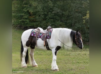 Draft Horse, Castrone, 7 Anni, Tobiano-tutti i colori