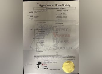 Draft Horse, Castrone, 7 Anni, Tobiano-tutti i colori