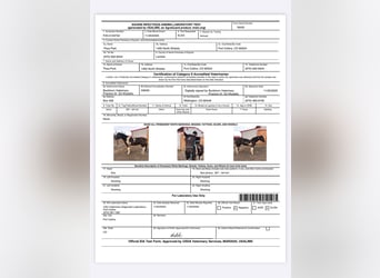 Draft Horse, Castrone, 7 Anni, Tobiano-tutti i colori