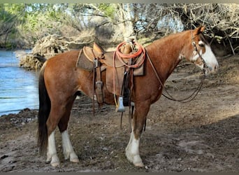Draft Horse Mix, Castrone, 8 Anni, 142 cm, Baio roano