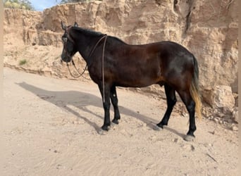 Draft Horse, Castrone, 8 Anni, 150 cm, Grigio