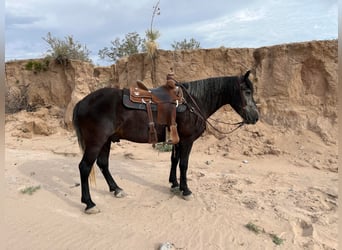 Draft Horse, Castrone, 8 Anni, 150 cm, Grigio