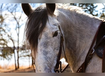 Draft Horse, Castrone, 8 Anni, 150 cm, Grigio