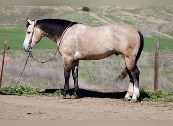 Draft Horse, Castrone, 8 Anni, 152 cm, Grigio
