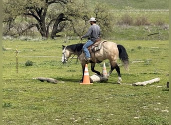 Draft Horse, Castrone, 8 Anni, 152 cm, Grigio