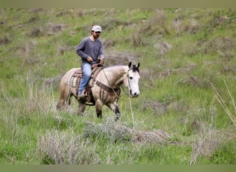 Draft Horse, Castrone, 8 Anni, 152 cm, Grigio