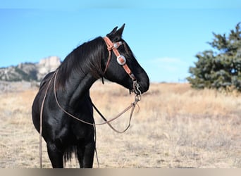 Draft Horse Mix, Castrone, 8 Anni, 152 cm, Morello