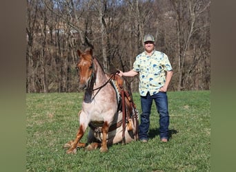 Draft Horse, Castrone, 8 Anni, 152 cm, Roano rosso