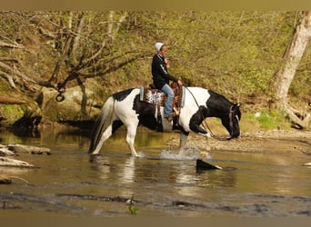 Draft Horse Mix, Castrone, 8 Anni, 152 cm, Tobiano-tutti i colori