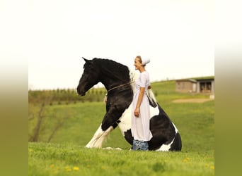 Draft Horse Mix, Castrone, 8 Anni, 152 cm, Tobiano-tutti i colori