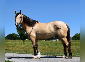 Draft Horse, Castrone, 8 Anni, 157 cm, Pelle di daino