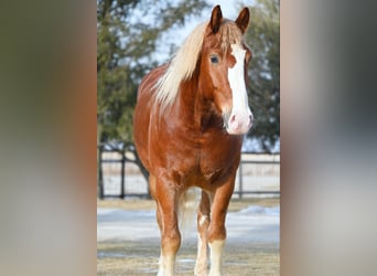 Draft Horse, Castrone, 8 Anni, 157 cm, Sauro ciliegia