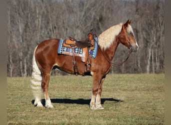 Draft Horse, Castrone, 8 Anni, 157 cm, Sauro ciliegia