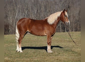 Draft Horse, Castrone, 8 Anni, 157 cm, Sauro ciliegia