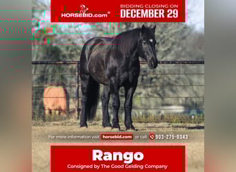 Draft Horse Mix, Castrone, 8 Anni, 160 cm, Roano blu