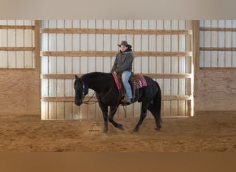 Draft Horse Mix, Castrone, 8 Anni, 160 cm, Roano blu