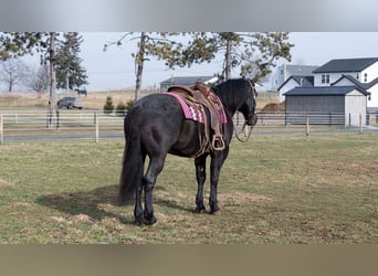 Draft Horse Mix, Castrone, 8 Anni, 160 cm, Roano blu