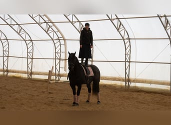 Draft Horse Mix, Castrone, 8 Anni, 160 cm, Roano blu