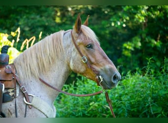 Draft Horse, Castrone, 8 Anni, 160 cm, Roano rosso