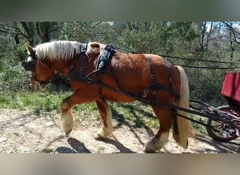 Draft Horse, Castrone, 8 Anni, 162 cm, Baio chiaro
