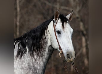 Draft Horse, Castrone, 8 Anni, 163 cm, Grigio pezzato
