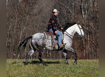 Draft Horse, Castrone, 8 Anni, 163 cm, Grigio pezzato
