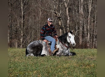 Draft Horse, Castrone, 8 Anni, 163 cm, Grigio pezzato