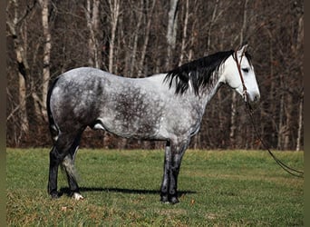 Draft Horse, Castrone, 8 Anni, 163 cm, Grigio pezzato